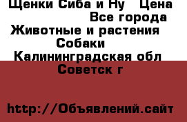 Щенки Сиба и Ну › Цена ­ 35000-85000 - Все города Животные и растения » Собаки   . Калининградская обл.,Советск г.